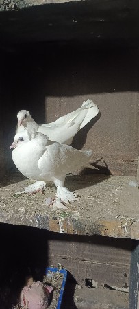 थंबनेल 2