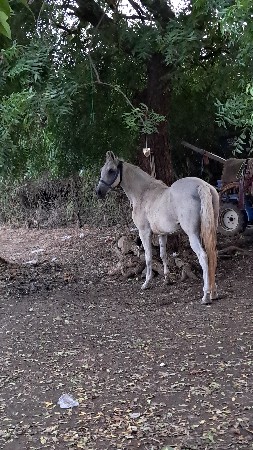ઘોડી વેચવા ની છે