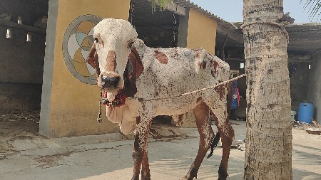 ગીર વાસળી ઓરિજનલ બાદલ ની