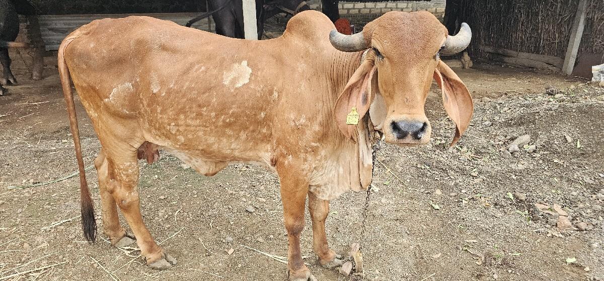 થંબનેલ 2