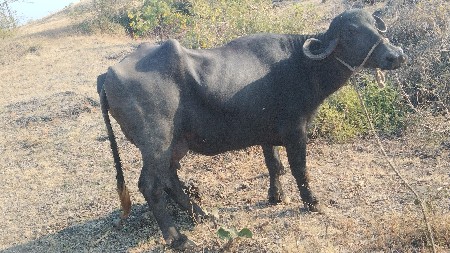 પેલવેતરી ખડેલી વેચવાની છે