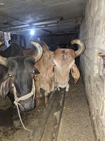 જોડી પેશ્વા ની છે