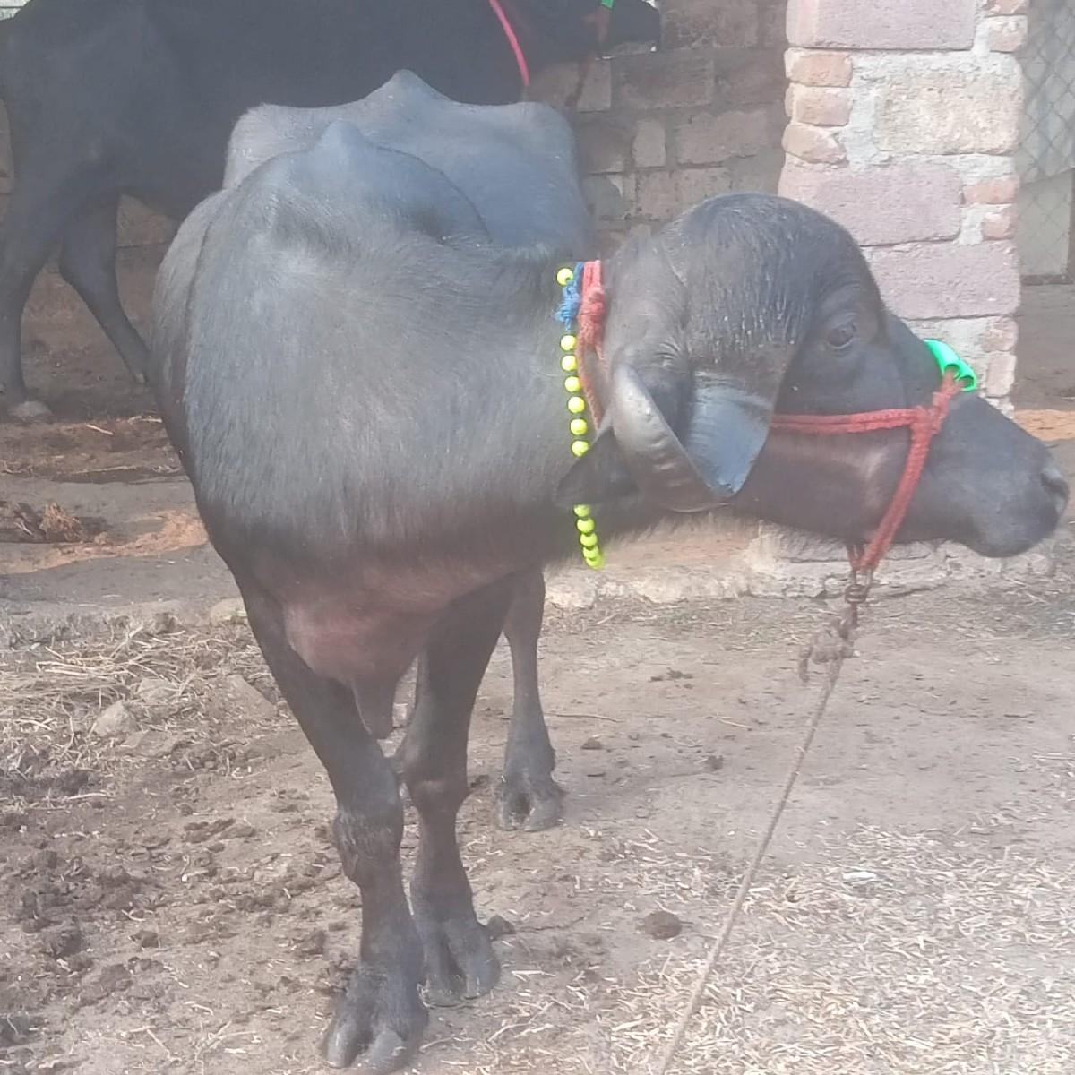 ભેંસ વેચવાની છે