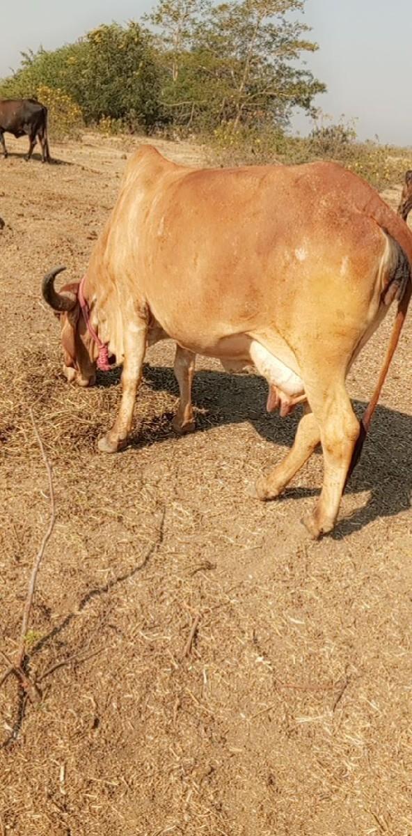 ગાયુ વેચવાનીછે