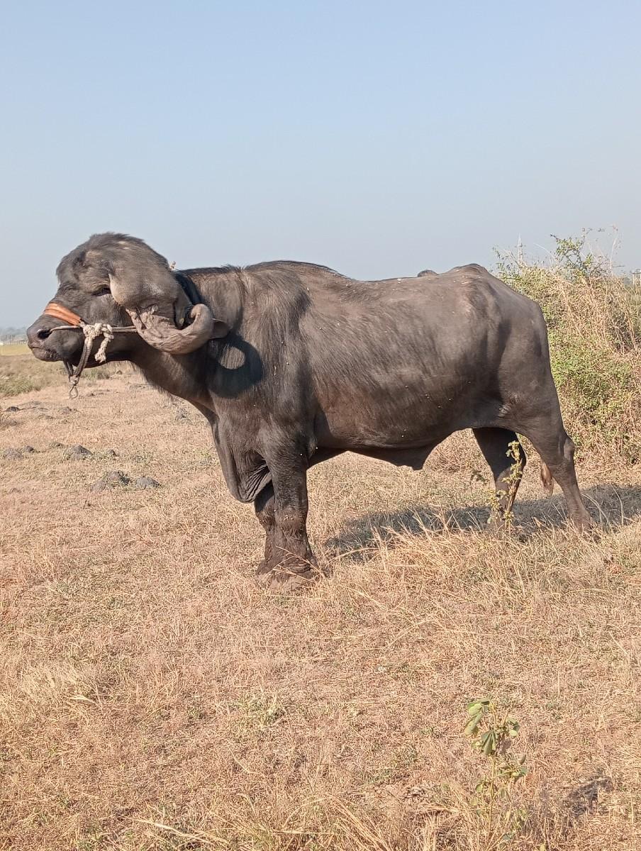 પાડો વેચવાનો છે