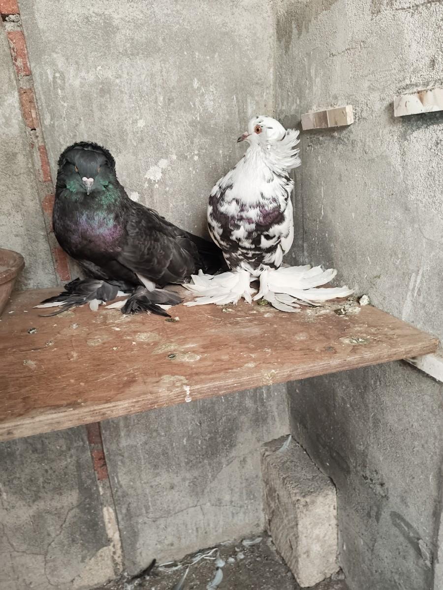 थंबनेल 2