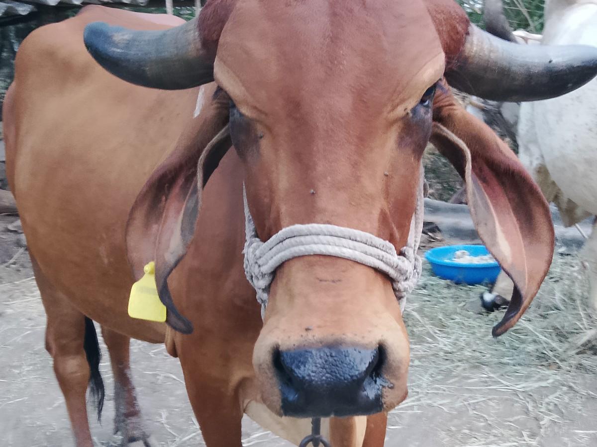 थंबनेल 4