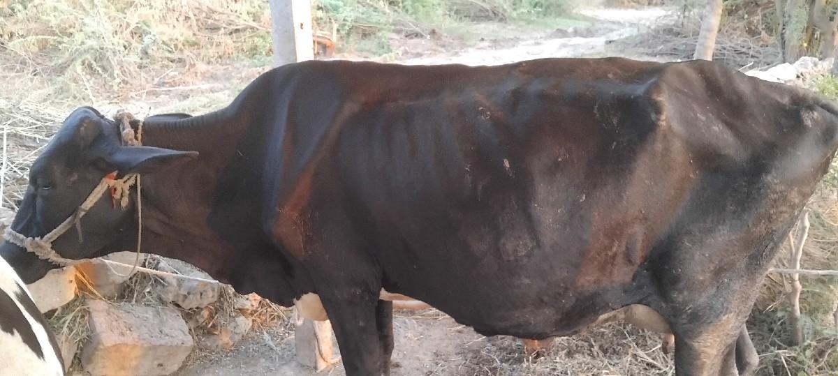 थंबनेल 2