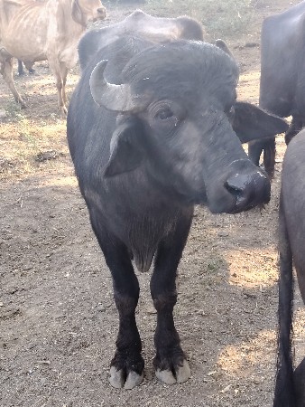 આ પાડો વેચવાનો છે