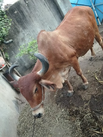 ગાય વેચવાની છે.