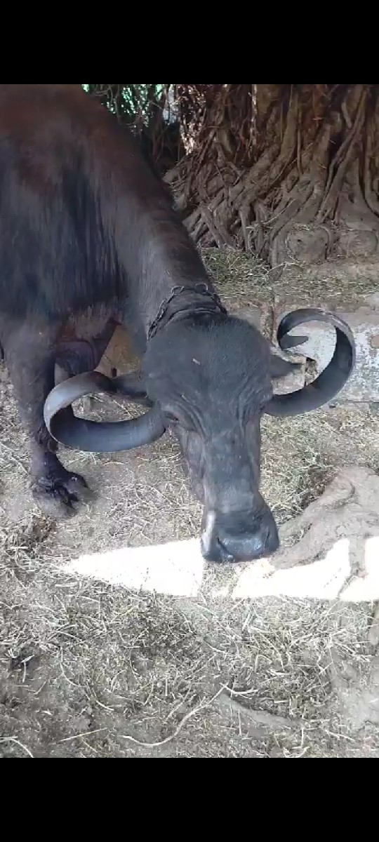 આ ભેંસ વેચવાની છે