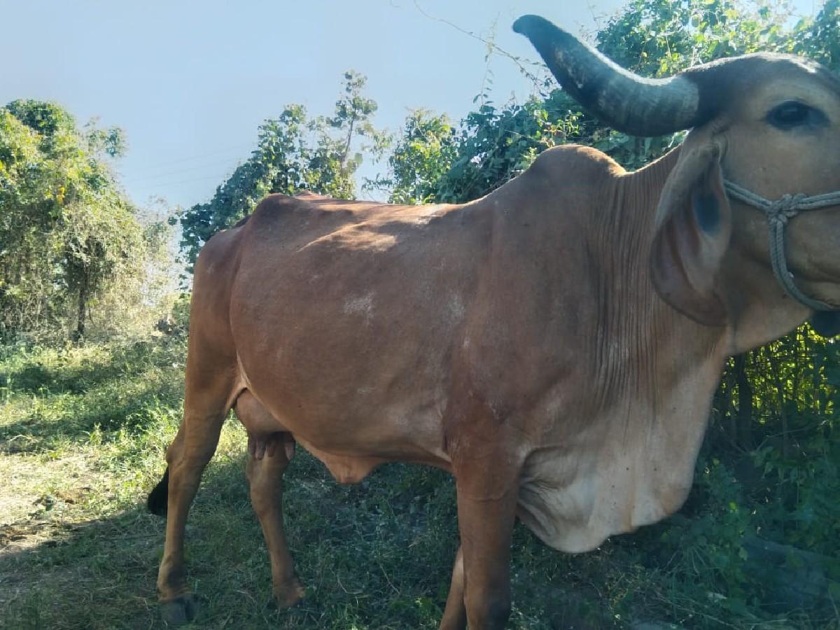 थंबनेल 2