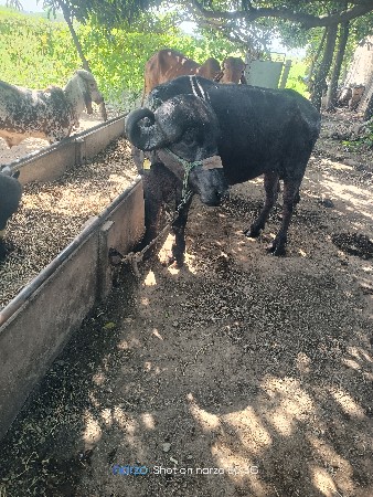 ખડેલિ વેસવા નિ છે