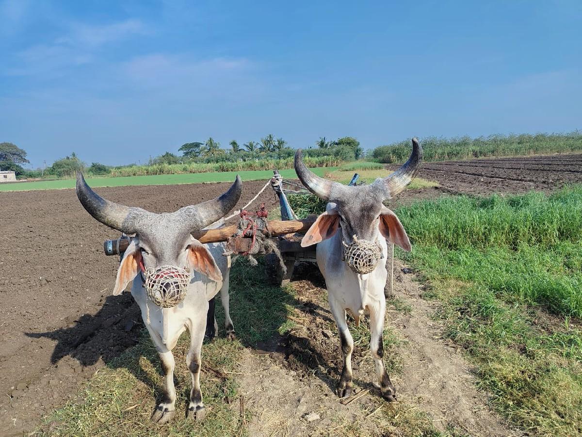 આ ગોઢલા વેચવાના છે.
