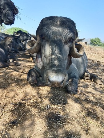 મેં
ને
વેચવાની છે