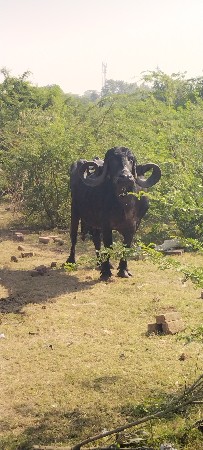 ભેંસ વેચવાની છે