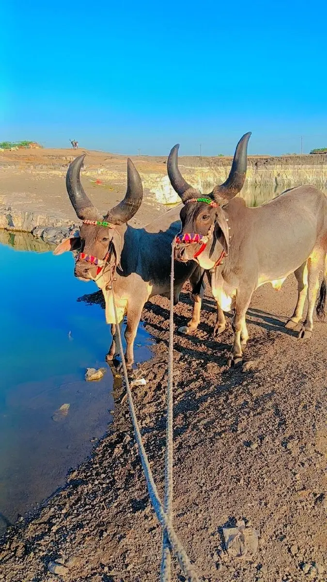 થંબનેલ 2