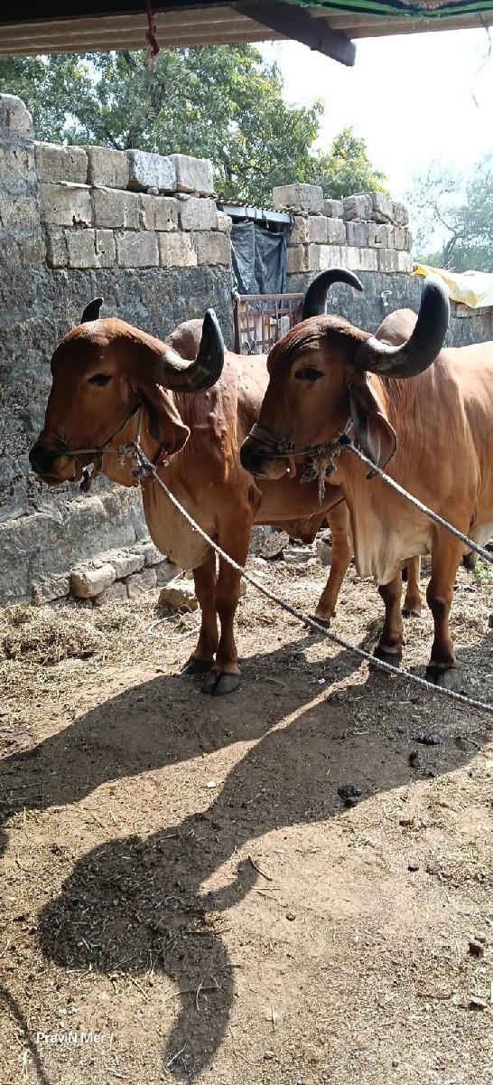 थंबनेल 2