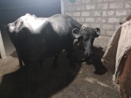 थंबनेल 3