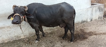 ઓરીજનલ બની ભેંસ  2 વેતર