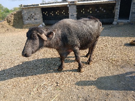 ભેસ વેચવાની છે.