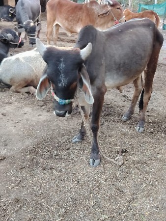 थंबनेल 3