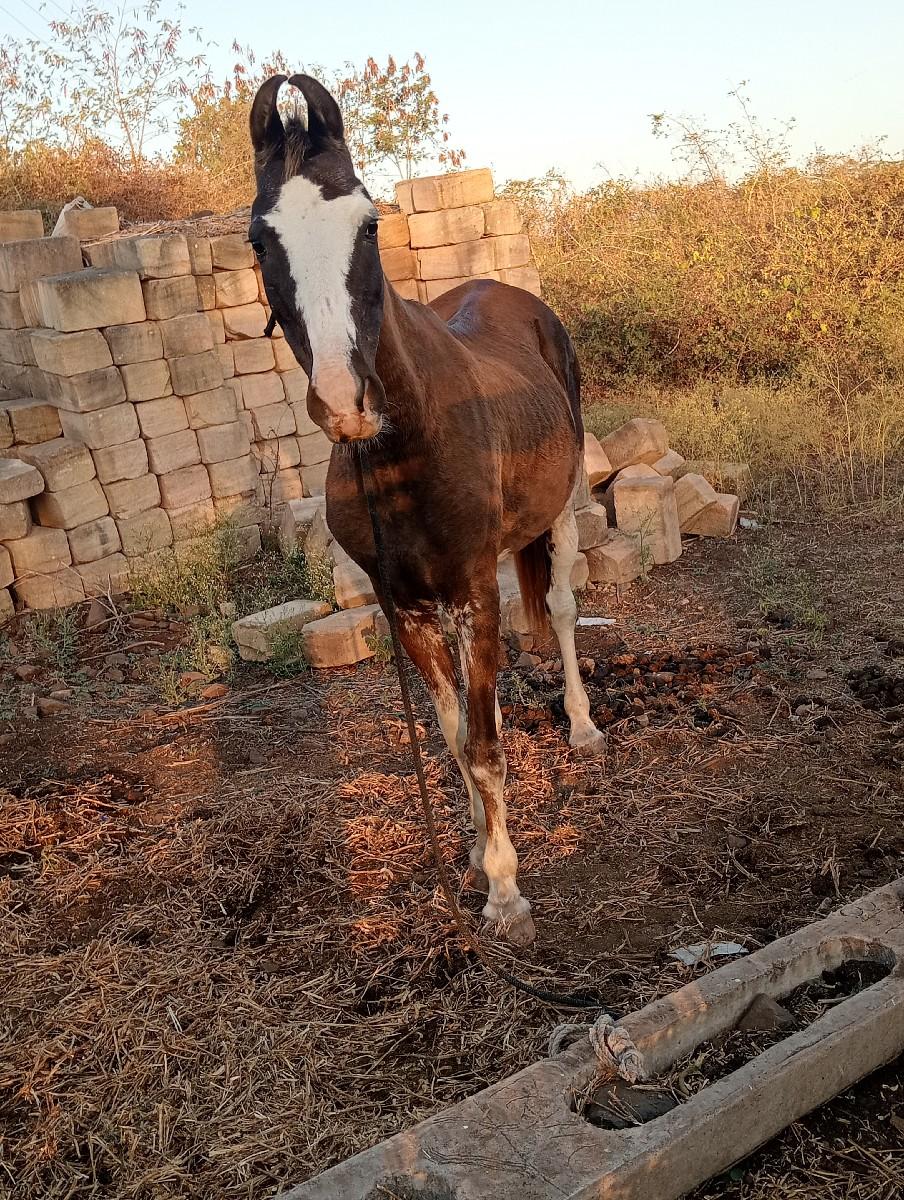 થંબનેલ 2