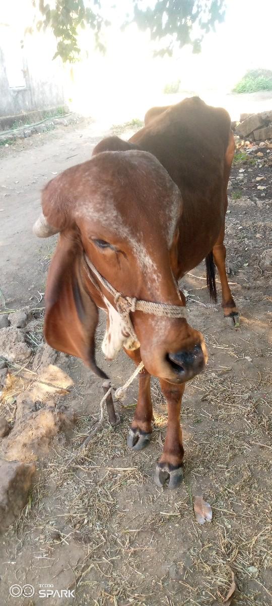 ગીર ગાય ની હોડકી વેચવાની છે