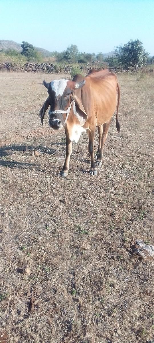 ગાય વેચવાની છે