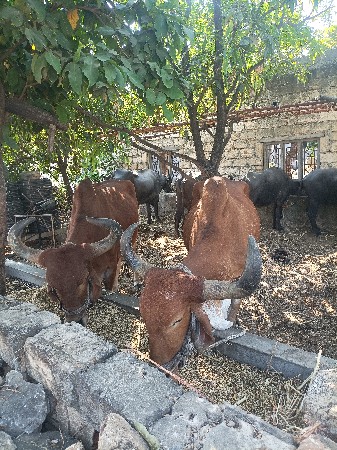 બળદ વેચવાના છે