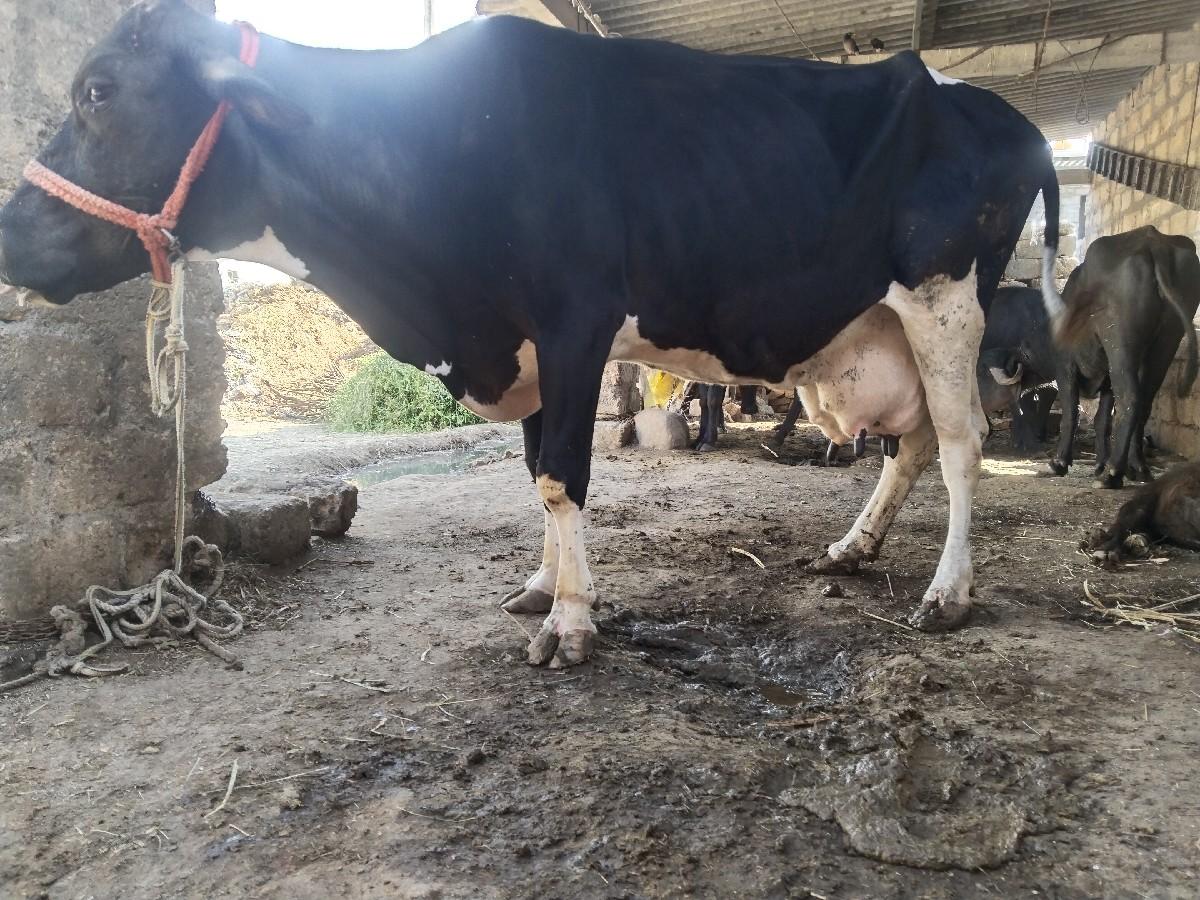 ત્રીજું વેતર