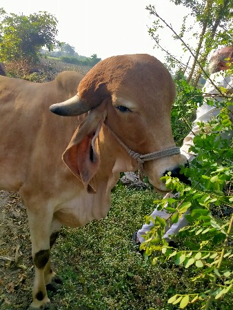 ગાય વેચવાની છે