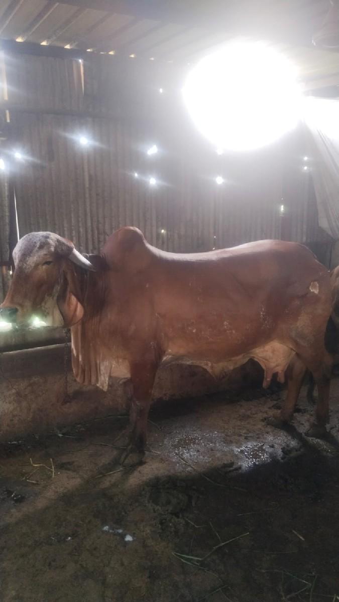 થંબનેલ 2