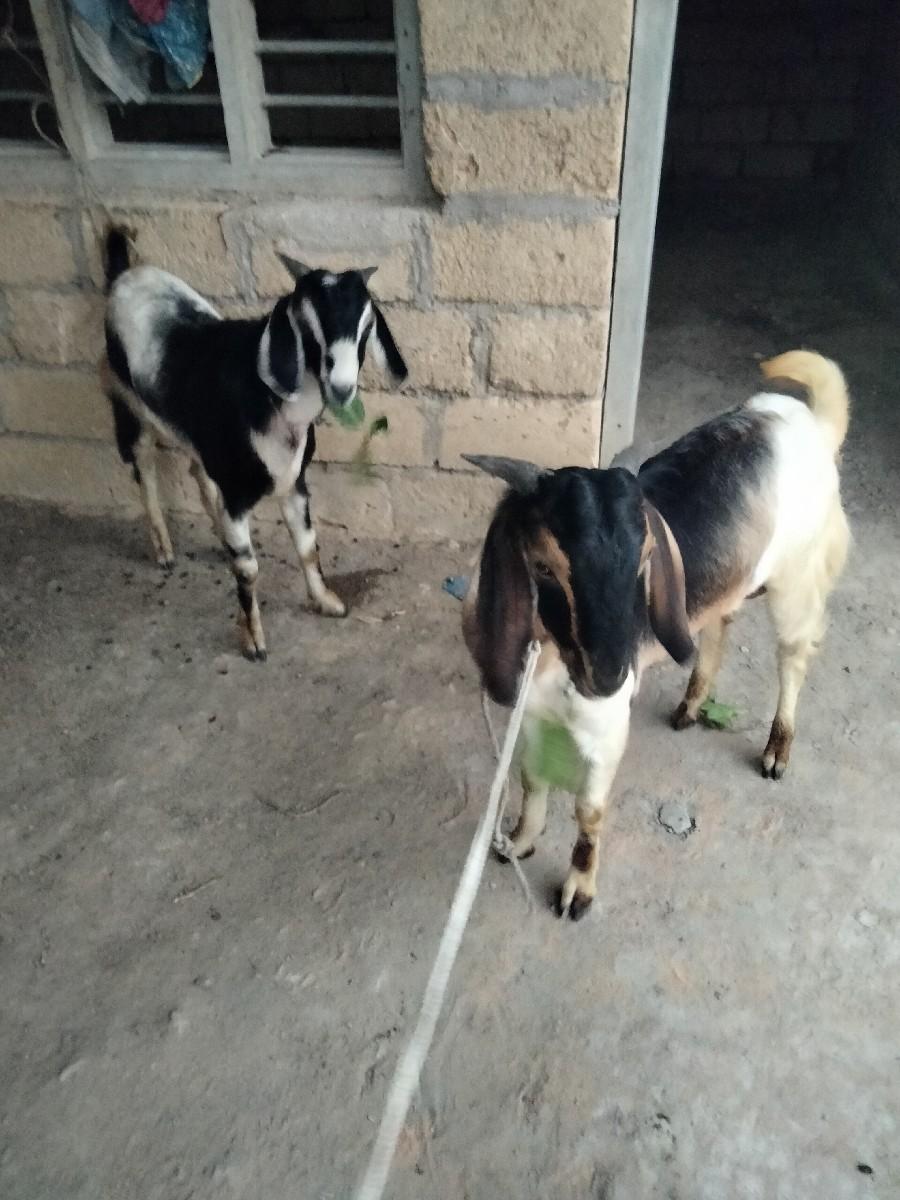 બકરા વેચવાના  છે