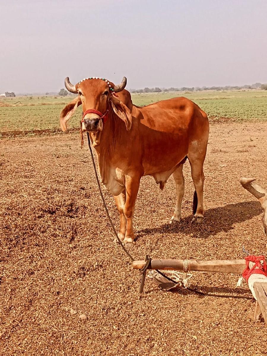 ગોધલો વેચ વનો સવસોજો
