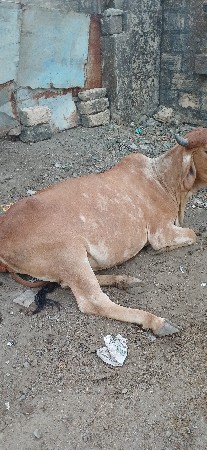 થંબનેલ 2