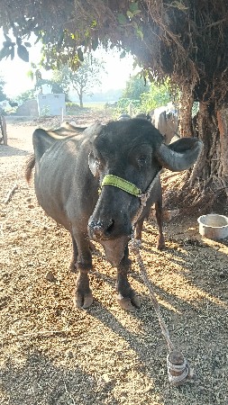 થંબનેલ 2