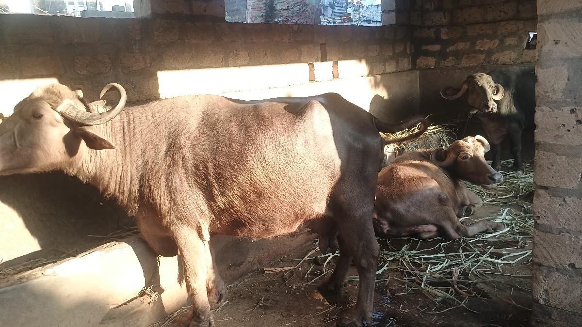 ભેંસ વેચવા ની છે.