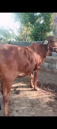 ગીર હોડકી વેસવાની સે