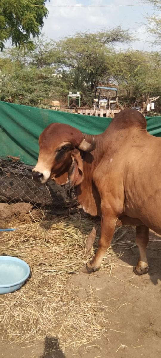 ગીર ખુટ વેચવા નો છે