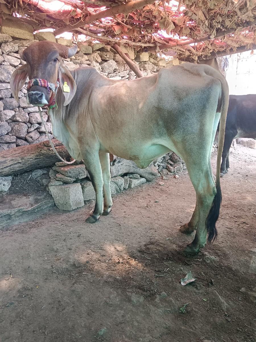 थंबनेल 2