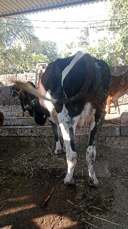 थंबनेल 3