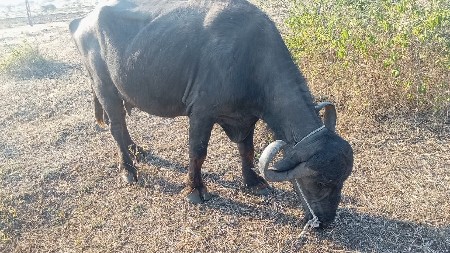 Bhains vaishvai kshetron Mahina