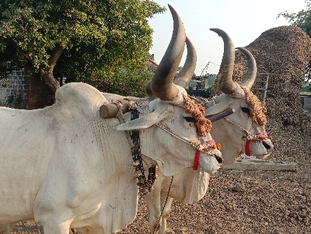 थंबनेल 2