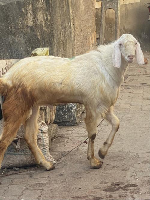 થંબનેલ 3