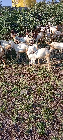 આ.બકરીયુવેસવાનીછે.ગુલાબી