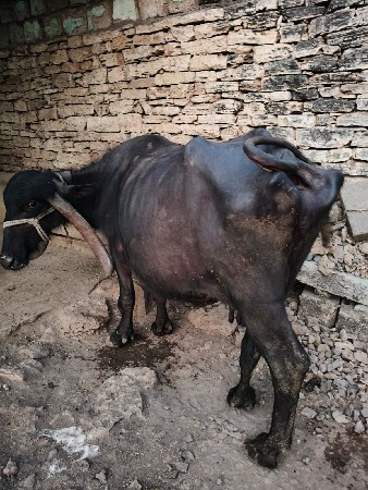 थंबनेल 2