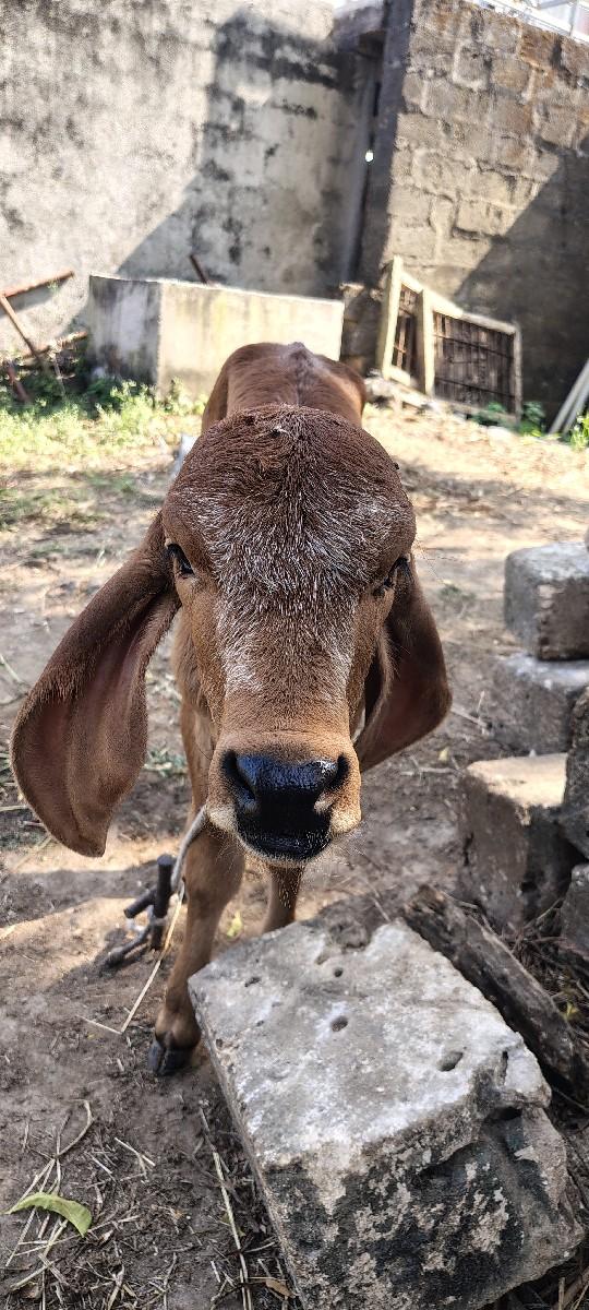 थंबनेल 3