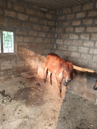 થંબનેલ 2