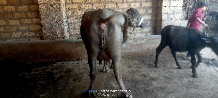 थंबनेल 2